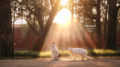 捕捉光的微尘小猫咪