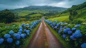 治愈乡村绣球花道路