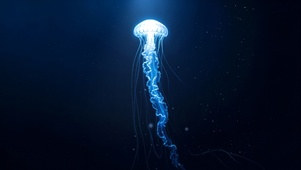深海蓝色水母