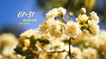 4k高清治愈阳光系列