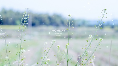 4K唯美治愈清新野花