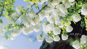 4K盛夏治愈护眼绣球花