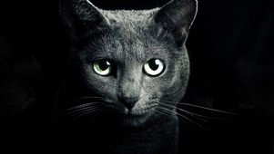 猫咪凝视炫酷壁纸