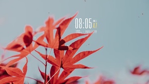 4k高清简约枫叶风景