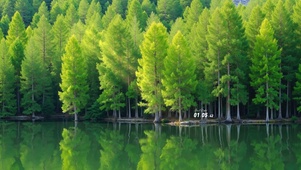 晨光松林镜湖