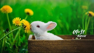 可爱小兔