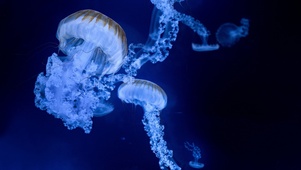 深海水母