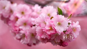 唯美樱花