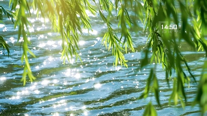 柳树（非主题）