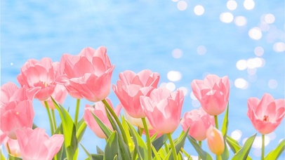 美好的粉色郁金香