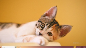 猫咪