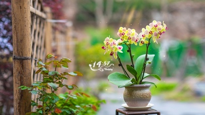 壁纸封面图唯美小兰花护眼小兰花温馨兰花粒子互动互动壁纸标签:上传