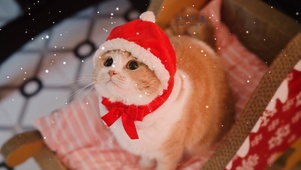 圣诞节猫咪