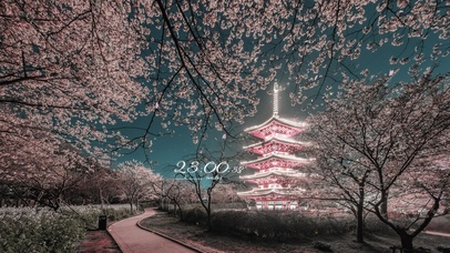 4k 夜晚东湖樱花园林