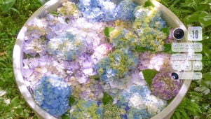 水中绣球花