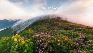 唯美清新朝阳山顶花丛