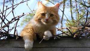 可爱橘猫