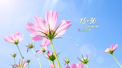 温暖阳光清新花草风景桌面