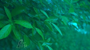护眼雨滴树叶