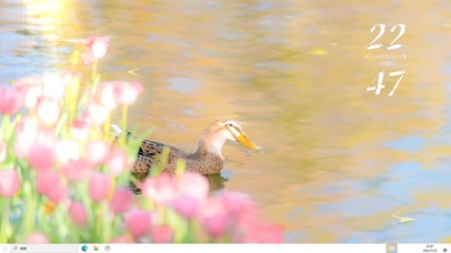 郁金香丫丫  电脑版