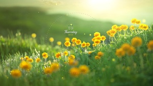 小黄花