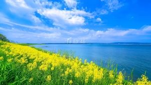 湖边的油菜花