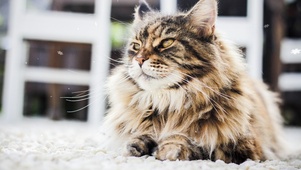 猫了个喵喵