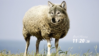 披着羊皮的狼 点赞关注好运连连