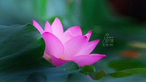 粉色荷花
