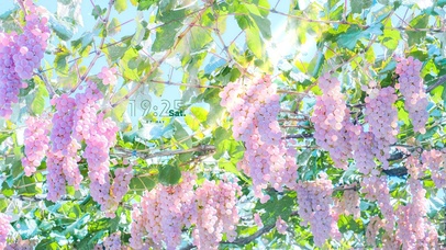 4K唯美治愈清新葡萄树