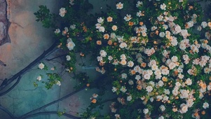 治愈唯美月季花