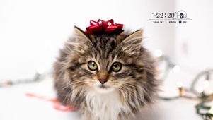 4k萌猫猫桌面壁纸