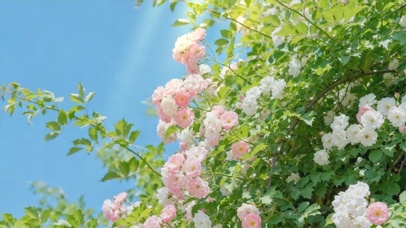 清新烂漫蔷薇花