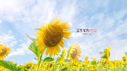 阳光向日葵向阳而生