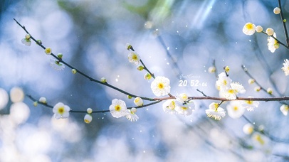 6K春天阳光下的梅花