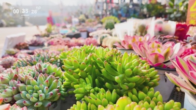 4k护眼多肉盆栽