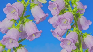 简约清新护眼风铃花