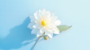 清新蓝色白色花朵