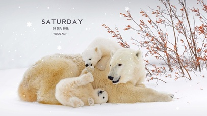 幸福的北极熊一家