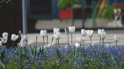 4k高清简约小清新系列