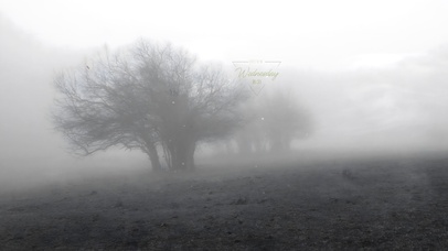 4K秋风迷雾树林