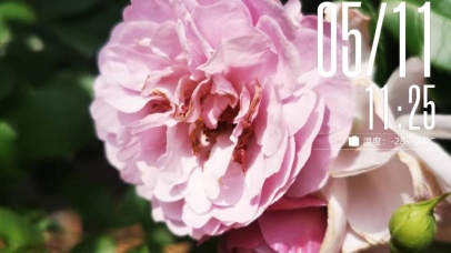 独属你的夏日粉玫瑰