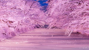 雪压枝头