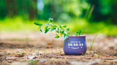 唯美小清晰绿植