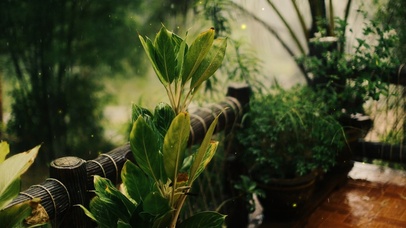 4k高清雨后小清新