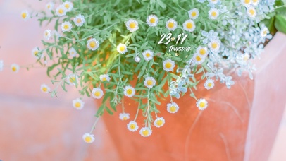 清新治愈小雏菊