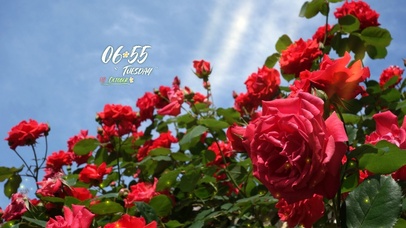 4k高清唯美花系列