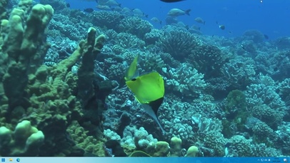 海底珊瑚群中的鱼群