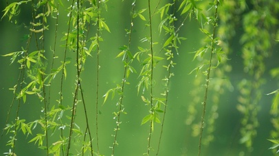 雨中柳枝