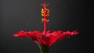 绽放的小花花~